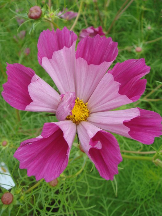 Cosmos bipinnatus 'Pipper Red' fleur